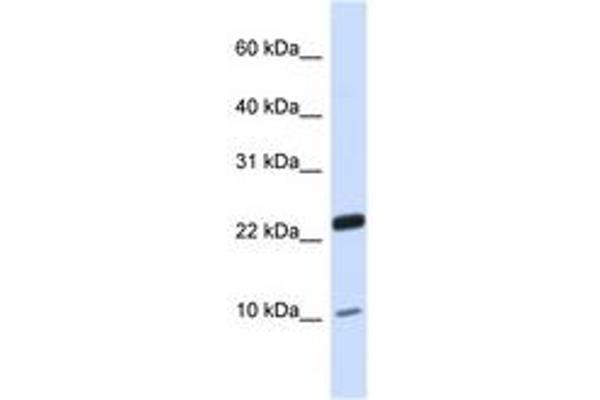 TAF13 antibody  (N-Term)