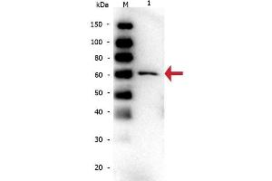 Western Blot of Mouse anti-Bovine Serum Albumin Monoclonal Antibody. (Albumin antibody)