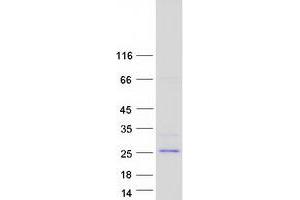 Validation with Western Blot (BHLHA15 Protein (Myc-DYKDDDDK Tag))