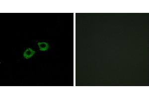 Peptide - +Western blot analysis of extracts from A549 cells, using ARFGEF2 antibody. (ARFGEF2 antibody)