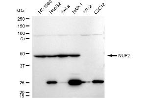 Western blotting analysis using NUF2 antibody (ABIN7799691).