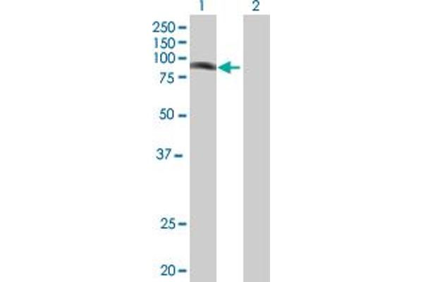 PHF16 antibody  (AA 1-823)