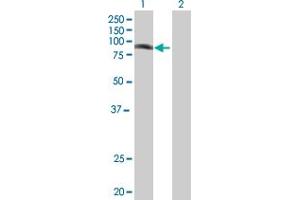 Western Blot analysis of PHF16 expression in transfected 293T cell line by PHF16 MaxPab polyclonal antibody.