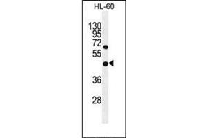 Western blot analysis of GDPD1 Antibody (N-term) in HL-60 cell line lysates (35ug/lane). (GDPD1 antibody  (N-Term))