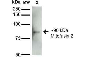 Western Blot analysis of Rat Brain Membrane showing detection of ~90 kDa Mitofusin 2 protein using Mouse Anti-Mitofusin 2 Monoclonal Antibody, Clone S153-5 . (MFN2 antibody  (AA 370-600) (Biotin))