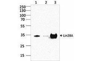 Western Blotting (WB) image for anti-Lin-28 Homolog A (C. Elegans) (LIN28A) antibody (ABIN2666352) (LIN28A antibody)