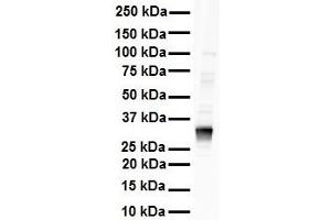 Western Blotting (WB) image for anti-Lactate Dehydrogenase B (LDHB) (C-Term) antibody (ABIN2783283)