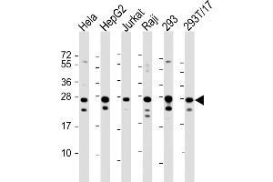 All lanes : Anti-PCMT1 Antibody (Center) at 1:2000 dilution Lane 1: Hela whole cell lysate Lane 2: HepG2 whole cell lysate Lane 3: Jurkat whole cell lysate Lane 4: Raji whole cell lysate Lane 5: 293 whole cell lysate Lane 6: 293T/17 whole cell lysate Lysates/proteins at 20 μg per lane. (PCMT1 antibody  (AA 93-126))