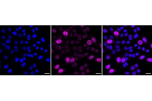 Immunocytochemical staining of HepG2 cells with Cyclin A2 antibody (ABIN7798186), 1:1,000).
