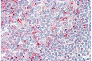 Human Tonsil: Formalin-Fixed, Paraffin-Embedded (FFPE) (LILRB2 antibody  (C-Term))