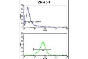 COQ3 Antibody (Center) (ABIN652711 and ABIN2842471) FC analysis of ZR-75-1 cells (bottom histogram) compared to a negative control cell (top histogram). (COQ3 antibody  (AA 172-201))