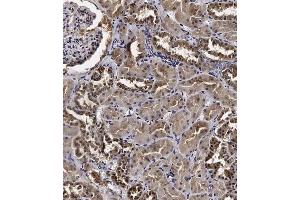 Immunohistochemical analysis of C on paraffin-embedded Human kidney tissue. (Cyclin Y antibody  (AA 140-169))