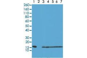 Western blot analysis of Lane 1: recombinant Histone H2A, Lane 2: recombinant Histone H2B, Lane 3: HeLa, Lane 4: A375, Lane 5: SK-MEL-2, Lane 6: A431, Lane 7: K562 whole cell lysates with Histone H2A monoclonal antibody, clone RM225  at 0.