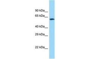 Image no. 1 for anti-Choline O-Acetyltransferase (CHAT) (C-Term) antibody (ABIN6748020) (Choline Acetyltransferase antibody  (C-Term))