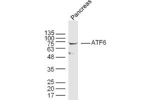 Mouse pancreas lysates probed with ATF6 Polyclonal Antibody, unconjugated  at 1:300 overnight at 4°C followed by a conjugated secondary antibody at 1:10000 for 90 minutes at 37°C. (ATF6 antibody  (AA 301-400))