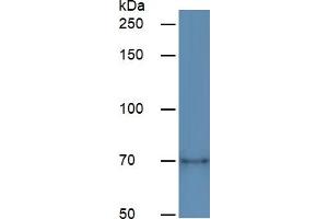 Western Blotting (WB) image for Hemopexin (HPX) ELISA Kit (ABIN6730956)