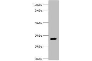 Western blot All lanes: Zinc finger protein 346 antibody at 3 μg/mL + Mouse brain tissue Secondary Goat polyclonal to rabbit IgG at 1/10000 dilution Predicted band size: 33, 36, 30 kDa Observed band size: 33 kDa (ZNF346 antibody  (AA 1-294))