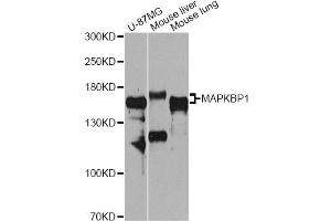 Western blot analysis of extracts of various cell lines, using MAPKBP1 antibody (ABIN6293730) at 1:1000 dilution. (MAPKBP1 antibody)