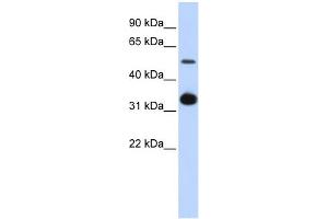 WB Suggested Anti-GDF2 Antibody Titration: 0. (GDF2 antibody  (Middle Region))
