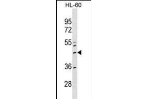 ZN Antibody (Center) (ABIN1537976 and ABIN2849580) western blot analysis in HL-60 cell line lysates (35 μg/lane).