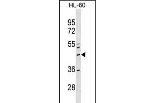 ZNF589 Antikörper  (AA 184-210)