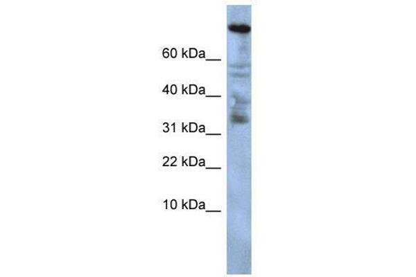 ZNF251 antibody  (Middle Region)