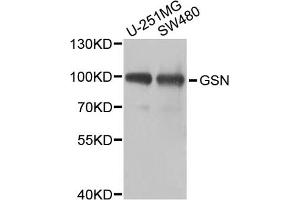 Western blot analysis of extracts of various cell lines, using GSN antibody (ABIN5971518) at 1/1000 dilution. (Gelsolin antibody)