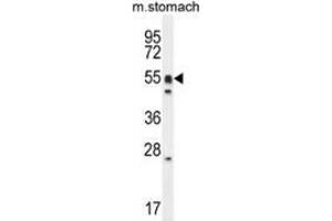 Western blot analysis in mouse stomach cell line lysates (35ug/lane) using DMRTA1 / DMO  Antibody .
