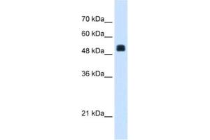 Western Blotting (WB) image for anti-N-Acetylglutamate Synthase (NAGS) antibody (ABIN2463410) (NAGS antibody)
