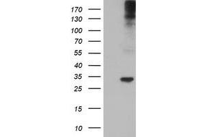 Western Blotting (WB) image for anti-Tryptase gamma 1 (TPSG1) (AA 20-283) antibody (ABIN1491161)