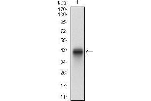Western blot analysis using PLAGL1 mAb against human PLAGL1 recombinant protein.