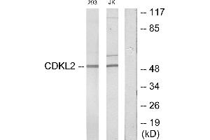 Western blot analysis of extracts from 293 cells and Jurkat cells, using CDKL2 antibody. (CDKL2 antibody)