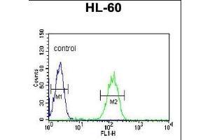 CA5B Antibody (C-term) (ABIN652315 and ABIN2841444) flow cytometric analysis of HL-60 cells (right histogram) compared to a negative control cell (left histogram). (CA5B antibody  (C-Term))