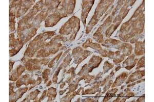 Image no. 3 for anti-3'(2'), 5'-Bisphosphate Nucleotidase 1 (BPNT1) (AA 1-101) antibody (ABIN599133) (BPNT1 antibody  (AA 1-101))