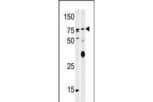 Western blot analysis of anti-SCYL2 Pab (AP7024b) in T47D (left) and mouse brain (right) tissue lysates (35ug/lane). (SCYL2 antibody  (C-Term))
