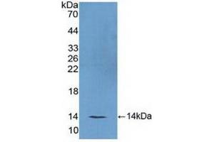 FSH antibody  (AA 25-120)