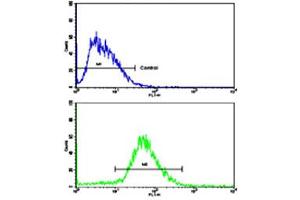 Flow cytometric analysis of HepG2 cells using CDH13 polyclonal antibody (bottom histogram) compared to a negative control cell (top histogram). (Cadherin 13 antibody  (N-Term))