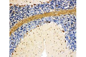 IHC-P: BiP antibody testing of rat cerebellum tissue (GRP78 antibody  (C-Term))