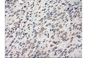 Image no. 13 for anti-P450 (Cytochrome) Oxidoreductase (POR) antibody (ABIN1497744) (POR antibody)