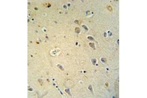 Immunohistochemistry analysis in formalin fixed and paraffin embedded human brain tissue reacted with Glutamate receptor 4 / GLUR4 Antibody (Center) followed by peroxidase conjugation of the secondary antibody and DAB staining.