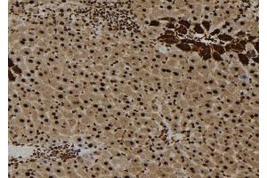 ABIN6273652 at 1/100 staining Mouse liver tissue by IHC-P. (IL16 antibody  (C-Term))