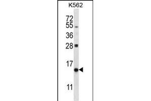PIK3IP1 Antibody (C-term) (ABIN657714 and ABIN2846702) western blot analysis in K562 cell line lysates (35 μg/lane). (PIK3IP1 antibody  (C-Term))