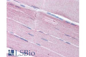 ABIN185598 (5µg/ml) staining of paraffin embedded Human Skeletal Muscle.