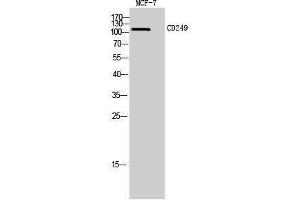 Western Blotting (WB) image for anti-Glutamyl Aminopeptidase (Aminopeptidase A) (ENPEP) (Internal Region) antibody (ABIN3181477) (ENPEP antibody  (Internal Region))