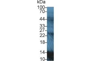 Western Blot; Sample: Rat Serum; Primary Ab: 5µg/ml Rabbit Anti-Rat APOA2 Antibody Second Ab: 0. (APOA2 antibody  (AA 24-102))
