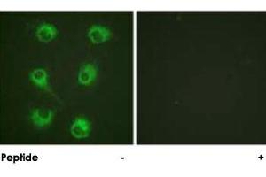 Immunofluorescence analysis of HUVEC cells, using CRKL polyclonal antibody . (CrkL antibody)