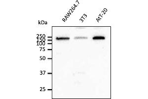 Western Blotting (WB) image for anti-Early Endosome Antigen 1 (EEA1) (C-Term) antibody (ABIN1439993) (EEA1 antibody  (C-Term))