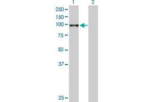 Western Blot analysis of TGM1 expression in transfected 293T cell line by TGM1 MaxPab polyclonal antibody. (TGM1 antibody  (AA 1-817))