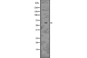 Western blot analysis of MAG using COLO205 whole  lysates.