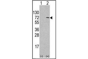 Western blot analysis of ATG4D Antibody  in 293 cell line lysates transiently transfected with the APG4D gene (2ug/lane). (ATG4D antibody  (AA 227-257))